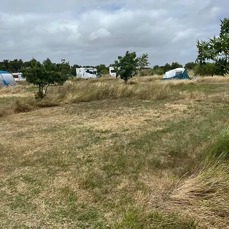 Camping Animal King