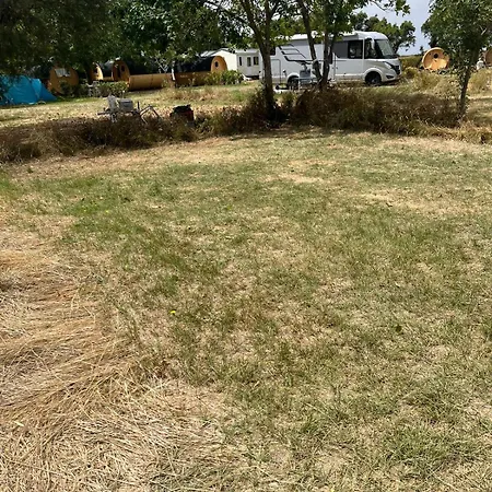 Camping Animal King